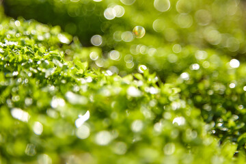 Blurred green grass summer background