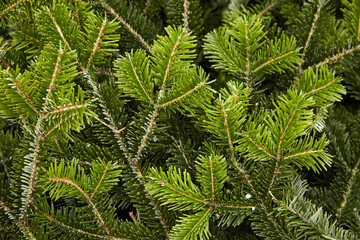 Background of Christmas tree green branches