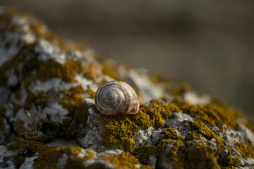 snail on rock