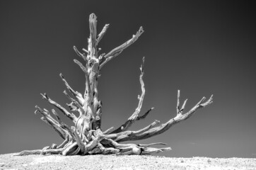 Sculptural tree