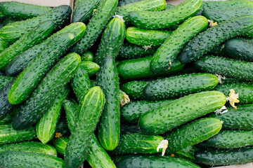 fresh green cucumber mound