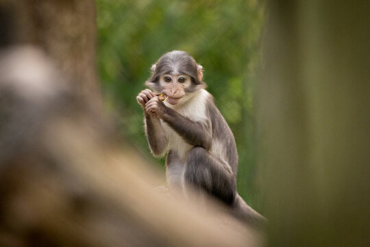 Scenic view of a sooty mangabey on a blurred background