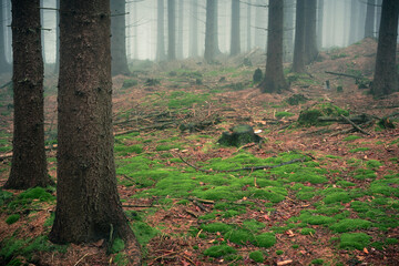 Majestic misty forest in the Owl Mountains