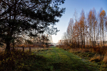 Obraz premium Jesienny poranek w Puszczy Knyszyńskiej, Podlasie, Polska