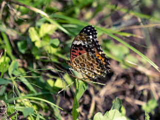 Closeup of a Tropical Fritillary butterfly on the grass in a field under the sunlight