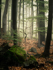 Majestic misty forest in the Owl Mountains