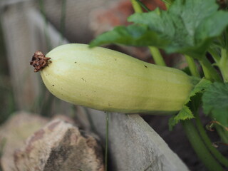 The fruits and flowers of zucchini grow on bushes.