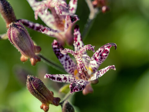 Closeup of Japanese toad lilies growing in a field under the sunlight