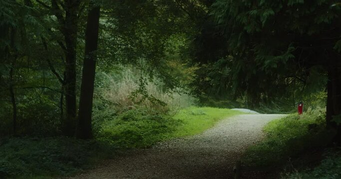 Empty Dirt Track through Idless Woods of Truro, Cornwall, England, Wide Zoom Out