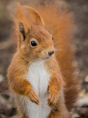 Eichhörnchen schaut Neugierig