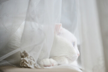 Fototapeta na wymiar White Scottish fold kitten with blue eyes in natural window light
