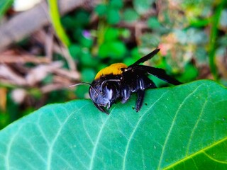 Close -up forest bees perch on leaves, eating leaf margins