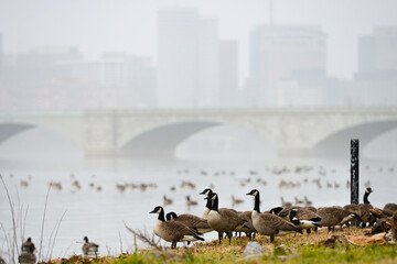 Geese and Memorial Bridge over Potomac River in a foggy morning  -Washington DC United States