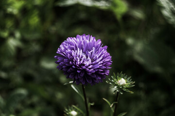 purple flower
