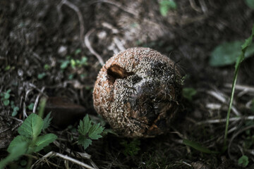 rotten apple