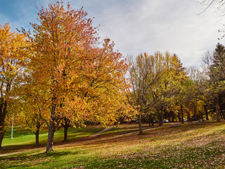 Autum Trees in Mount Royal