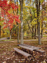 Autum Trees with an empty bench