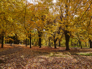 Autum Trees in Mount Royal