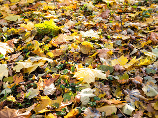 fallen colorful leaves on city lawn close up on autumn day
