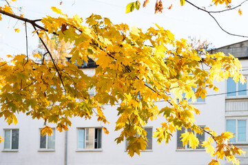 branch of maple tree with lush yellow foliage and facade of white city house in Moscow city on...