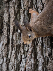 Eichhörnchen hängt am Baum