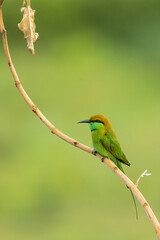 Obraz premium Green Bee Eater From Chennai Tamil Nadu India