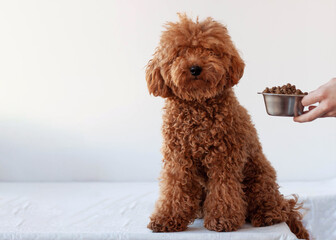 Cute shaggy miniature poodle red brown sits on a white background hand holding out a bowl of food