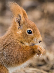 Eichhörnchen knabbert einen Sonnenblumenkern