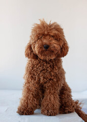 Cute shaggy miniature poodle red brown sits on a white background