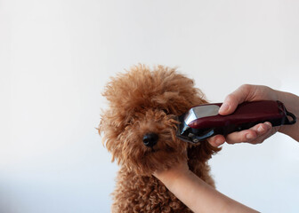 The hand holds the clipper at the nose of the poodle. The concept of grooming a poodle