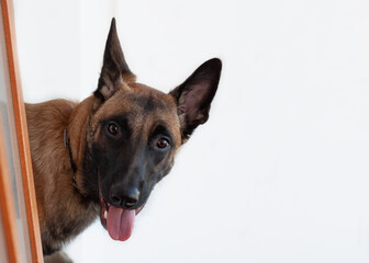 Belgian Shepherd Malinois looks out from around the corner muzzle close-up on a white background