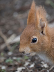 Profilbild vom Eichhörnchen