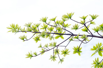 branch with leaves