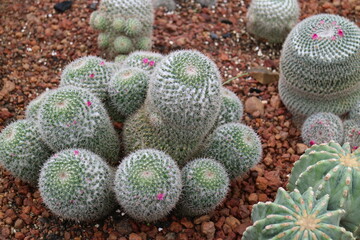 There are several cacti on the red soil