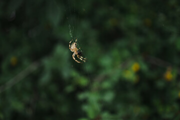 Close up of spider weaving web against a lush green background of forest foliage