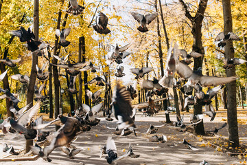 Crowd of pigeons flying in a city central park on autumn day. © Bostan Natalia