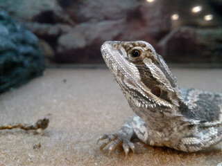 Bearded Dragons in a Display