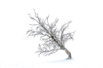 Fototapeta na wymiar Isolated tree over a white winter background