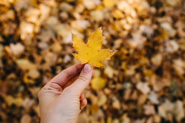 hand holding a small yellow leaf on autumn background.