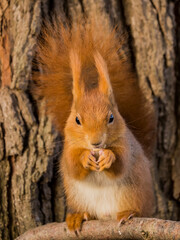 Eichhörnchen friss Sonnenblumenkern im Sitzen