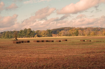 Fototapeta premium Hay Bales in Recently Harvested Fields with Blue Sky and White Clouds
