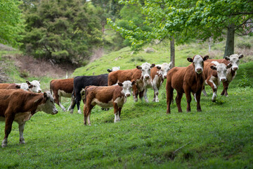 Cows on a green pasture, New Zealand