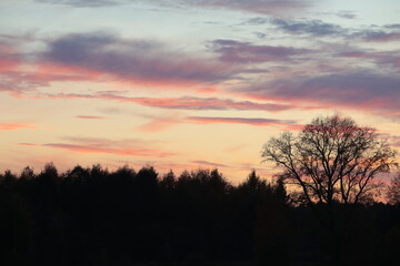 Sunset sky with pink clouds over black wood