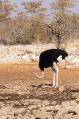 Zelfklevend Fotobehang View of ostrich in national park © mauriziobiso