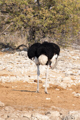 View of ostrich in national park
