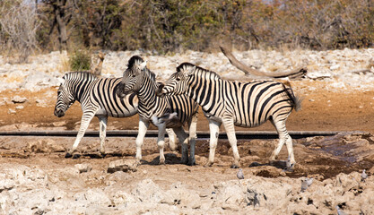 Fototapeta na wymiar A picture of zebra in national park