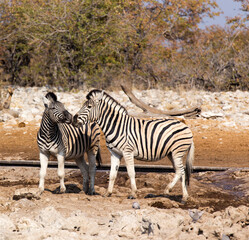 Obraz na płótnie Canvas A picture of zebra in national park