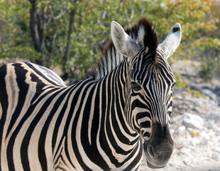 Naklejka na ściany i meble A picture of zebra in national park