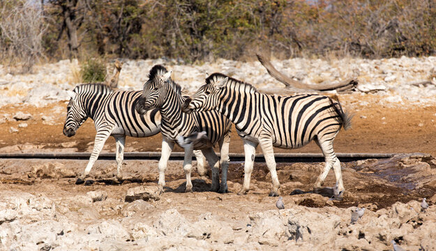 A picture of zebra in national park
