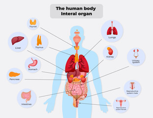 The human body  Interal organ - obrazy, fototapety, plakaty